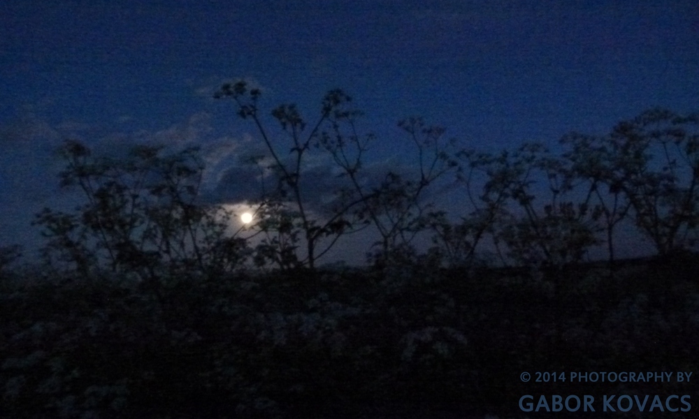 cow parsley by moonlight © 2014 PHOTOGRAPHY BY GABOR KOVACS 