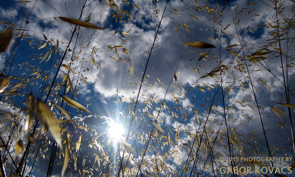 grass/sky © 2015 PHOTOGRAPHY BY GABOR KOVACS